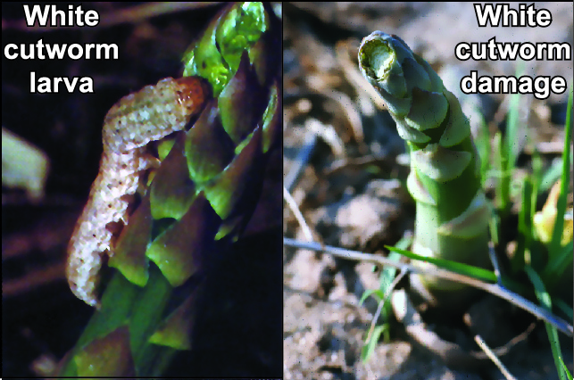 White cutworm larva and damage to asparagus.